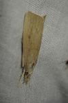 Calamotropha paludella