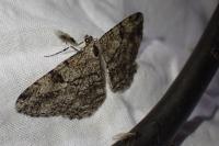 Peribatodes rhomboidaria rhomboidaria