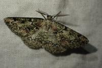 Cleorodes lichenaria