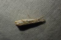 Catoptria falsella