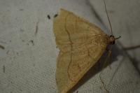 Paracolax tristalis