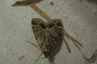 Eudonia mercurella