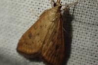 Udea ferrugalis