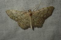 Idaea moniliata