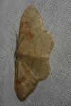 Idaea rubraria