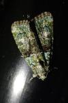 Cryphia algae