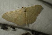 Idaea straminata