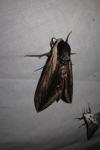 Sphinx ligustri