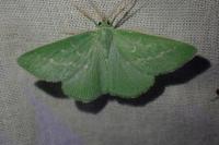 Thetidia smaragdaria