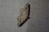 Macaria alternata