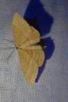 Idaea ochrata