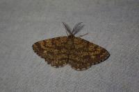 Ematurga atomaria