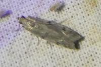 Phycitodes