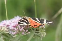 Euplagia quadripunctaria