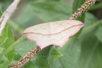 Timandra comae
