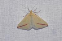 Rhodometra sacraria