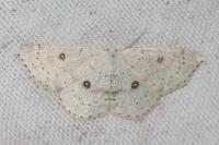 Cyclophora albipunctata