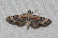 Eupithecia linariata