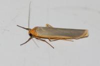 Manulea complana