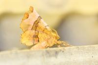 Selenia lunularia