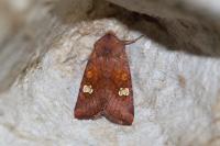 Amphipoea oculea
