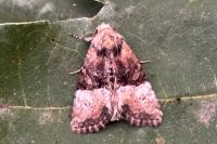 Mesoligia furuncula