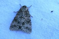Acronicta megacephala