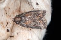 Bryophila ravula