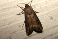 Agrotis ipsilon