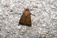 Agrotis segetum