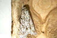 Acronicta auricoma