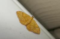 Camptogramma bilineata