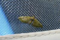 Chloroclystis v-ata