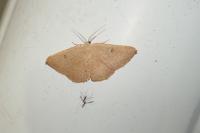 Cyclophora puppillaria