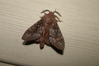 Dendrolimus pini pini