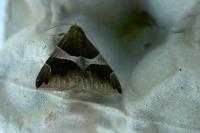 Dysgonia algira