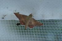 Endotricha flammealis