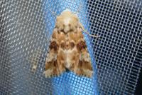Eremobia ochroleuca