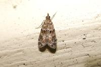Eudonia mercurella