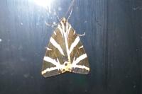 Euplagia quadripunctaria
