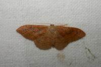 Idaea rubraria