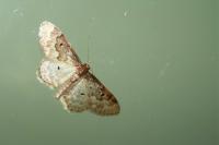 Idaea rusticata