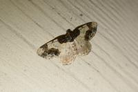 Ligdia adustata