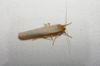 Eilema caniola
