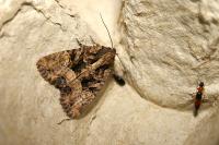 Mesapamea secalella/secalis