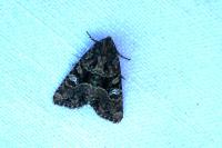 Mesapamea secalella/secalis