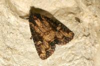 Mesapamea secalella/secalis