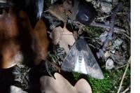 Aporophyla nigra