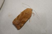 Noctua fimbriata/tirrenica