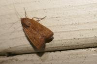 Noctua interjecta